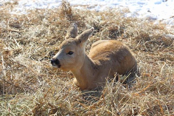 Cub of a spotty deer close up — Stock Photo, Image