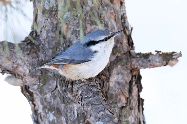 Nötknäpparen i vinter trä — Stockfoto