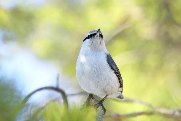 Casse-noisette sur un fond vert du bois — Photo