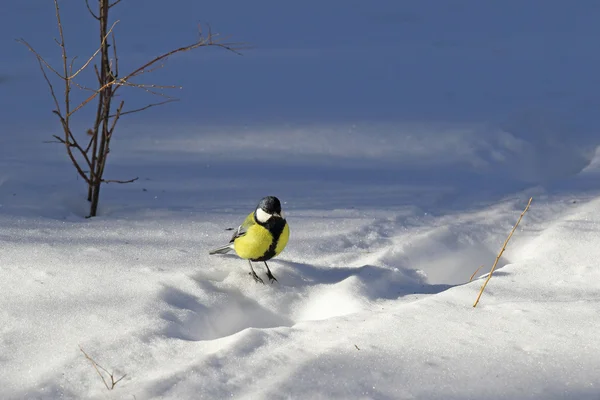 シジュウカラでも雪の上 — ストック写真