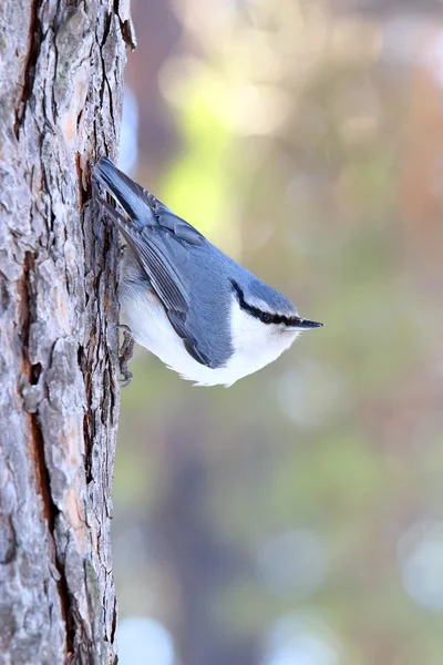 Nutcracker in the wood close up — Stock Photo, Image