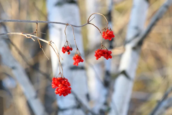 Baies rouges d'une rose-guelder — Photo