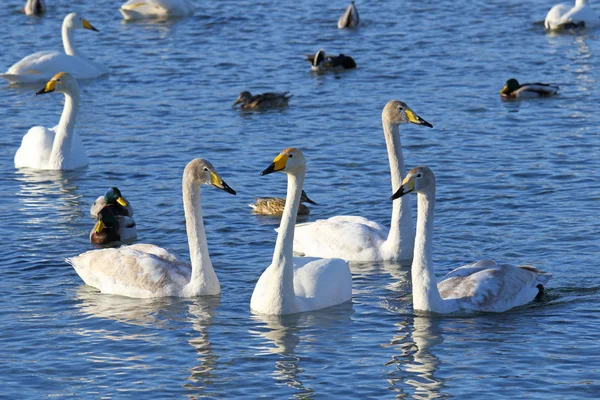 O pacote de cisnes flutua no lago — Fotografia de Stock