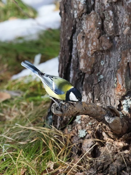 En fågel söker efter mat Tina — Stockfoto