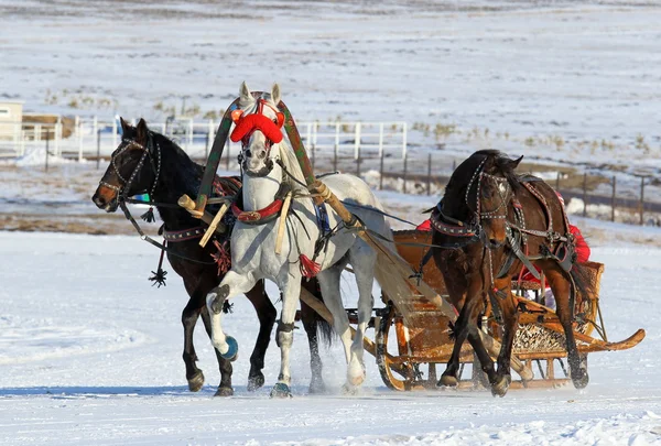 De ryska tre hästar i släden — Stockfoto