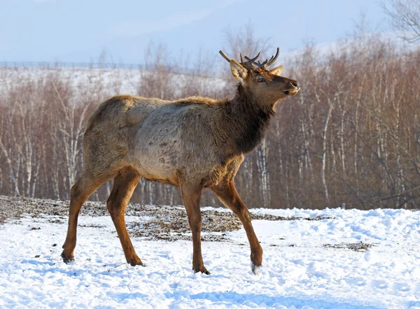 The red deer goes on snow — Stock Photo, Image