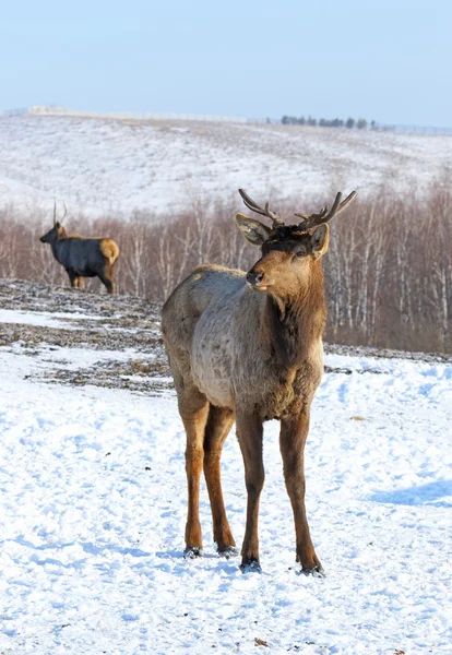 Red deer in the winter — Stock Photo, Image