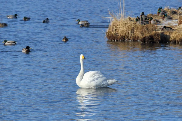 Beau cygne sur le lac — Photo