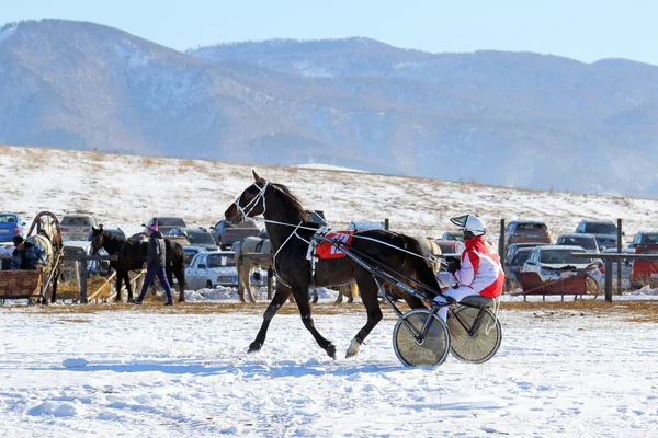 Le trotteur de baie français contre les montagnes de l'Altaï — Photo