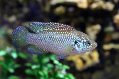 Balık yüzen karşı taş