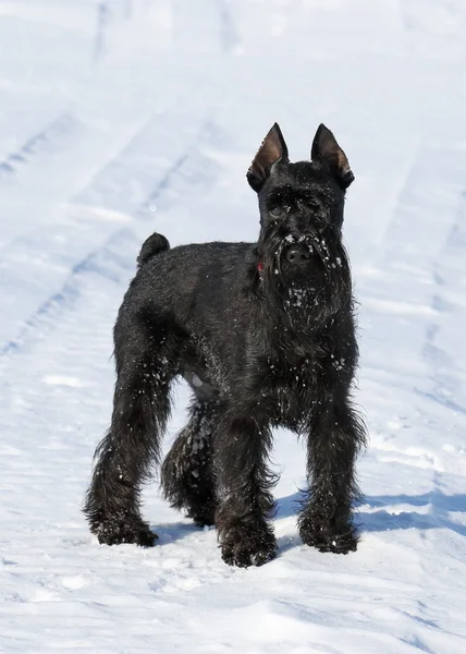 O cachorro preto custa na neve — Fotografia de Stock