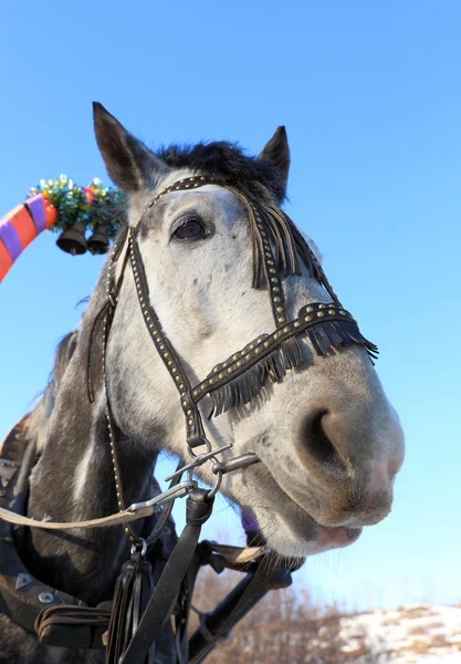 Horse in a team — Stock Photo, Image