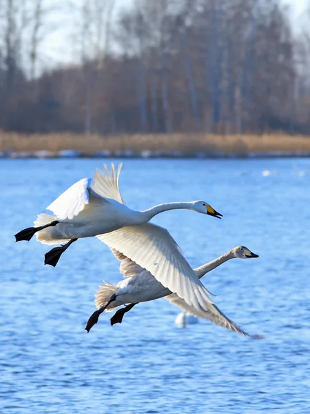 Dois cisnes no início da primavera — Fotografia de Stock