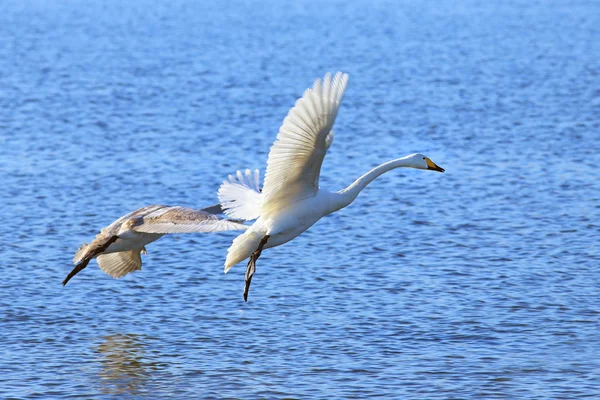 Pareja de cisnes sentados en el agua — Foto de Stock