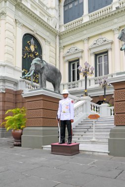 Tay asker Saray korur