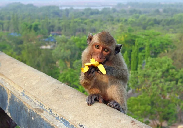 Μαϊμού από κοντά — Φωτογραφία Αρχείου