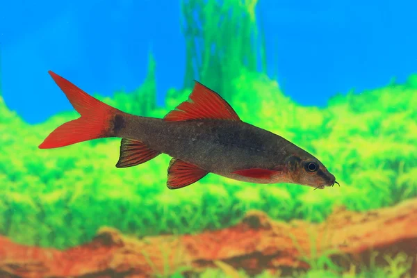 Epalzeorhynchos frenatum. Plovoucí ryby — Stock fotografie