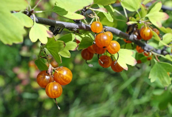 Oranžové plody jostaberry — Stock fotografie