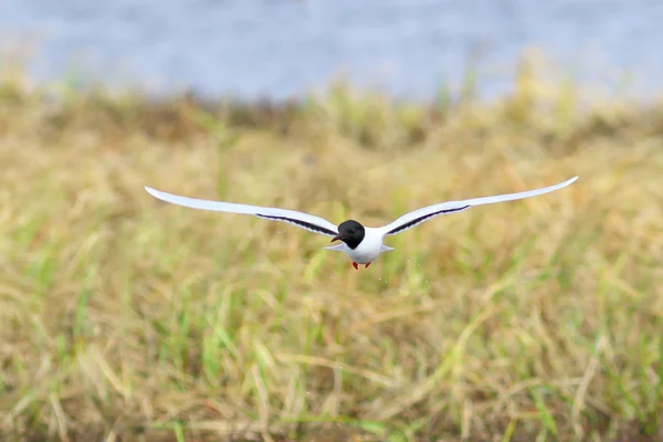 Gaivota na primavera na Sibéria — Fotografia de Stock