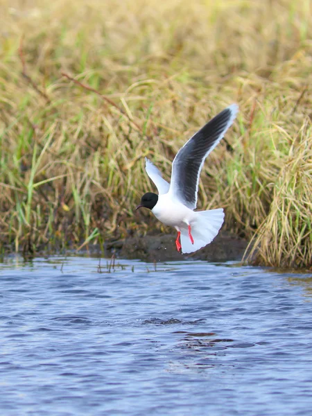 La gaviota captura peces en la primavera — Foto de Stock