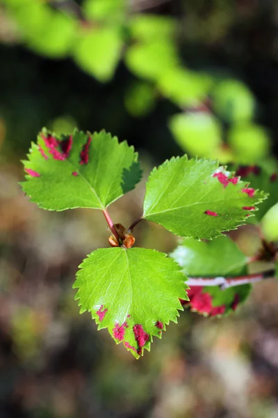 Parasites sur les feuilles — Photo