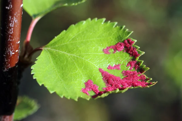 Las larvas rojas sobre la hoja — Foto de Stock