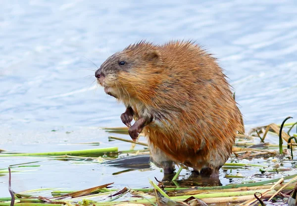 Muskrat in the spring — Stock Photo, Image