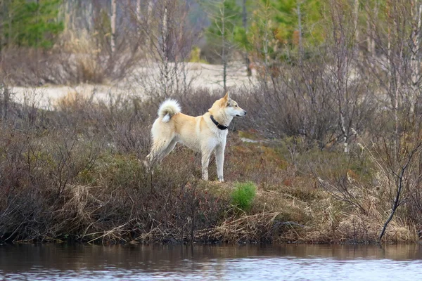 シベリアの狩猟犬 — ストック写真