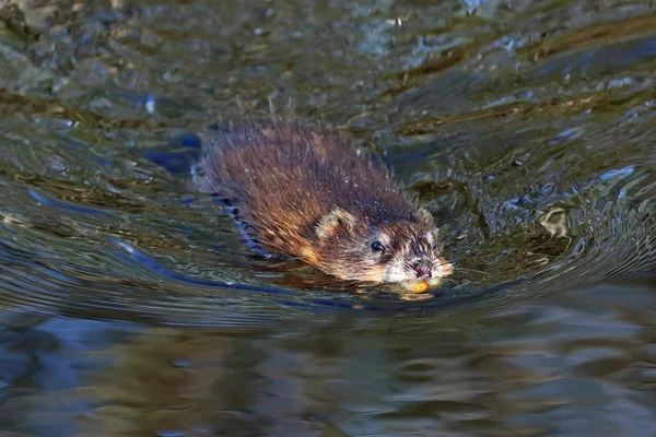 Commercio di piccoli animali in Siberia — Foto Stock