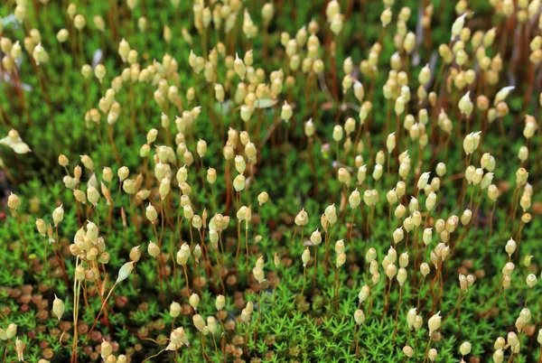 Moss em um brejo — Fotografia de Stock