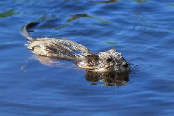 Nieuwsgierig dier in water — Stockfoto