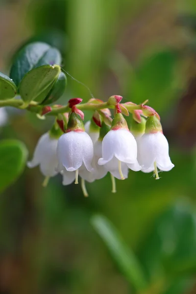 Cowberry. Flores de plantas perto — Fotografia de Stock