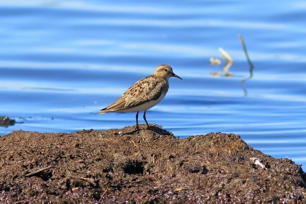 Göl arasında kum kuşu — Stok fotoğraf