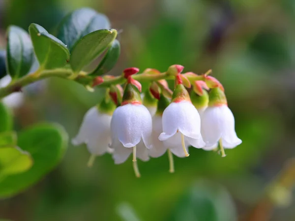 Floração de cowberry — Fotografia de Stock