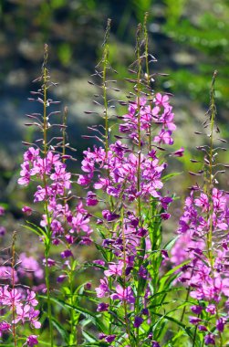 Çiçek açması willow herb Yamal üzerinde