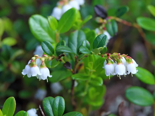 Folhas e flores de cowberry perto — Fotografia de Stock