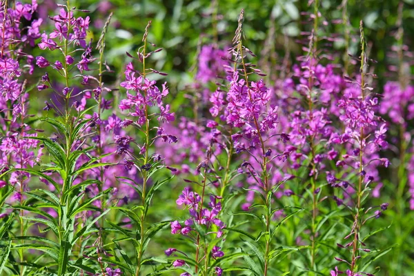 Willow herb çiçek açması yakın çekim — Stok fotoğraf