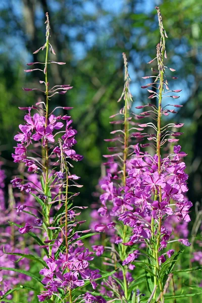 The blossoming willow-herb in Siberia — Stock Photo, Image