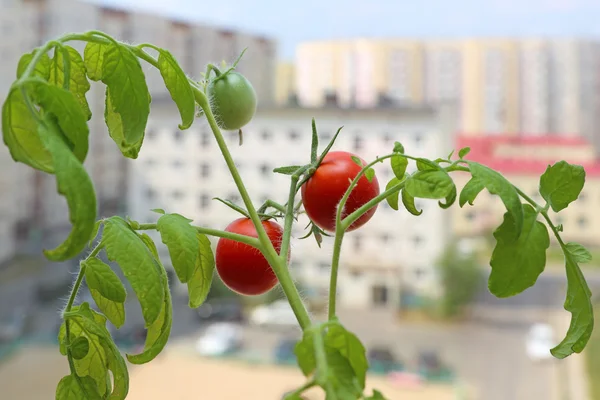 Arbusto de tomate en un alféizar de la ventana del apartamento de la ciudad —  Fotos de Stock