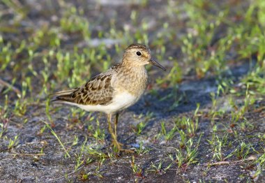 Calidris temmincki. Temminck'ın ölçü Yam akşam aydınlatma