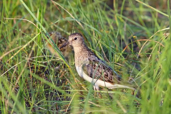 Der Wasserläufer im Gras — Stockfoto