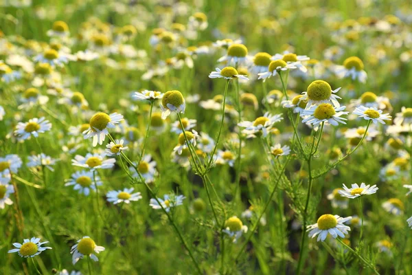 Summer meadow with a camomile — Stock Photo, Image