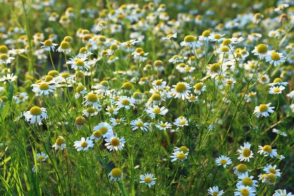 Blossoming of a camomile — Stock Photo, Image