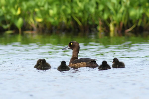 Aythya fuligula. Tepeli ördek ducklings Yamal üzerinde yaz aylarında ile — Stok fotoğraf