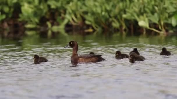 Tufted duck with ducklings in the summer — Stock Video