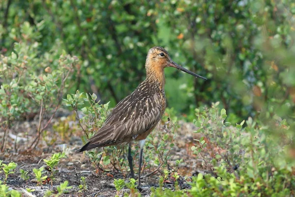 Limosa lapponica. Un maschio di uccello contro il fogliame. Pene Yamal — Foto Stock