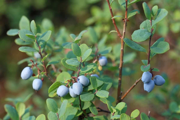 成熟水果的蓝莓 — 图库照片