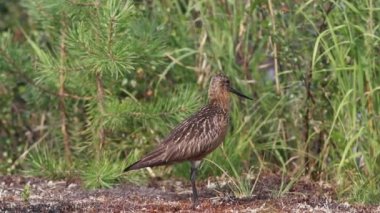 Erkek kuşun yakın çekim