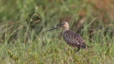 Limosa lapponica. Bir dişi Sibirya kuzeyinde bir kuş türü