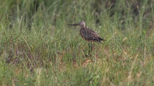 Limosa lapponica. A female of a bird among thickets — Stock Video
